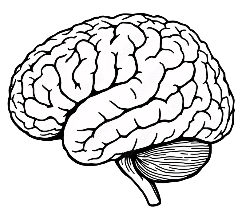 Brain diagram